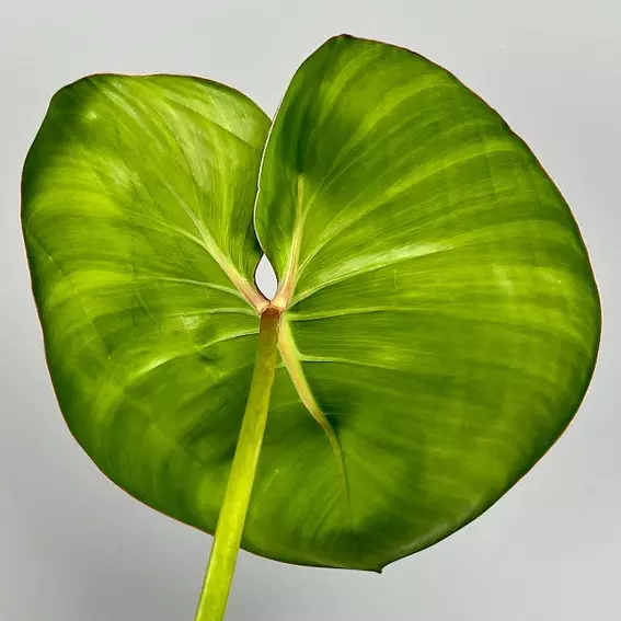 Philodendron ricardoi