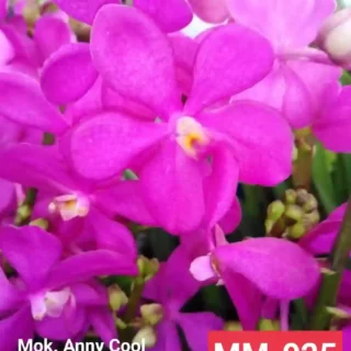 MM-025~Mokara Matured Plant(Anny Cool)