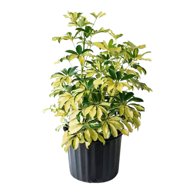 Schefflera Variegated Plant