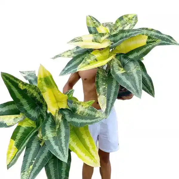 Variegated schismatoglottis wallichii (Keladi lintah variegata)