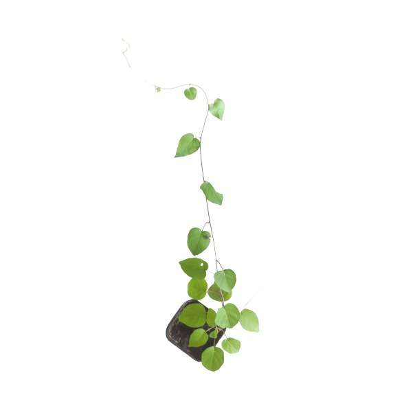 Sky Blue Cluster vine | Jacquemontia Pentanthos plant - Image 2