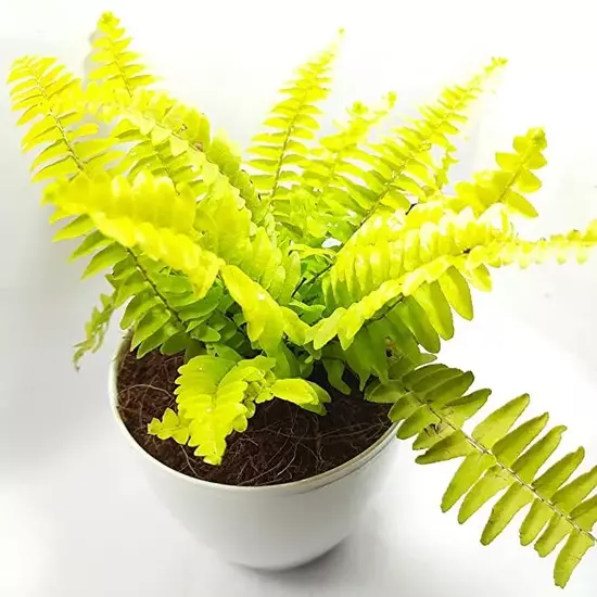 Golden boston fern