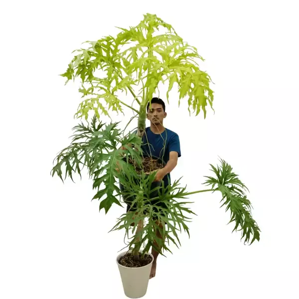 Philodendron Warscewiczii