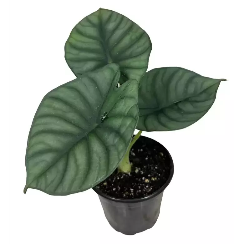 Alocasia Nebula