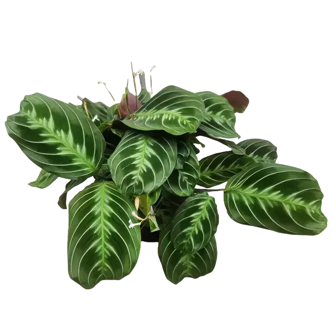 Maranta leuconeura 'massangeana' NOID - Black Prayer Plant