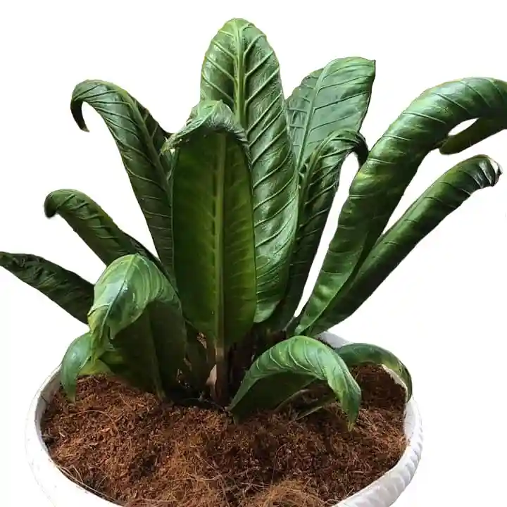 Anthurium Angel Wings Plant