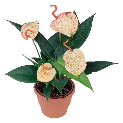 Anthurium (Scherzerianum Grp) Belladotti