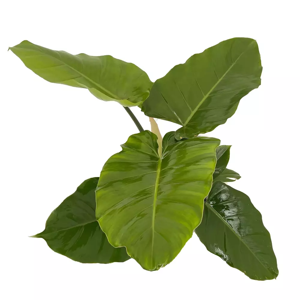 Philodendron Jungle Fever