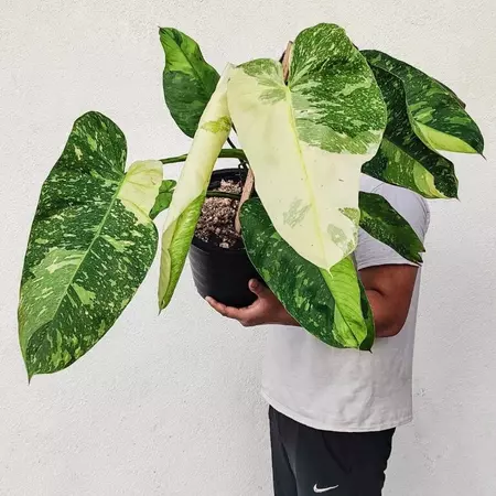Philodendron jose buono