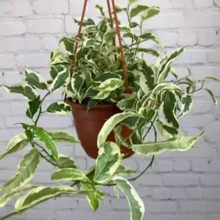 Ficus Radicans Variegata, Ficus Sagittata Variegated