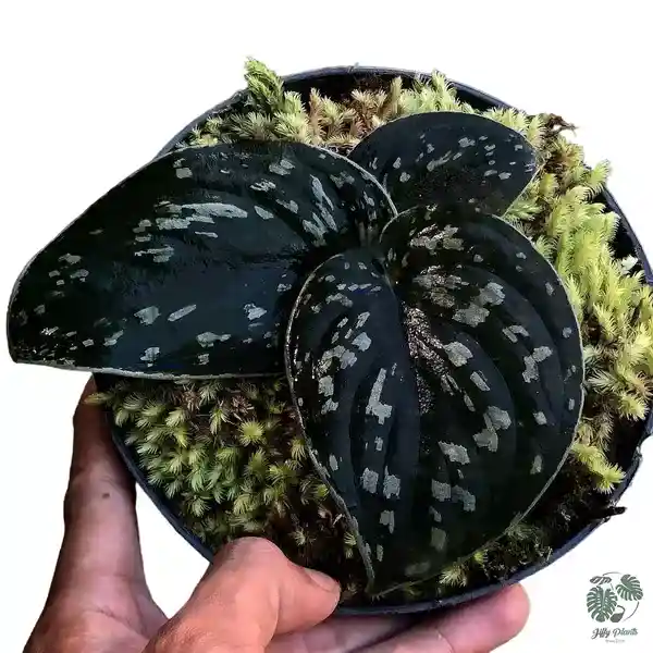 scindapsus dark argyraeus