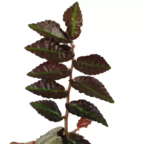 Pellionia repens (Dark Form) - Image 2