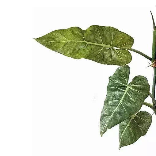 Philodendron Maximum