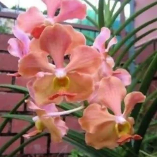 Semi Terete Vanda Matured plant (Udon sunshine)
