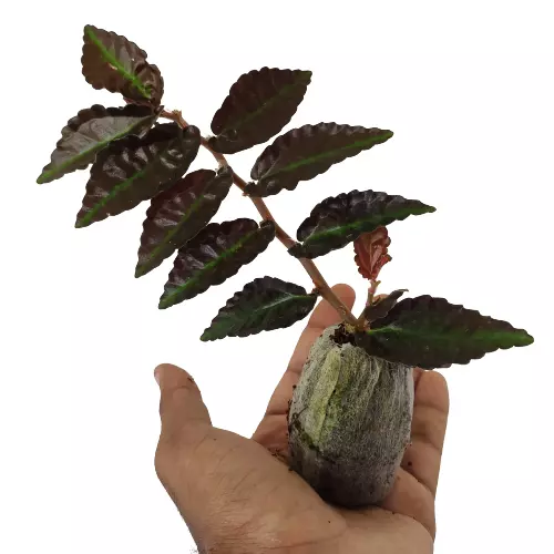 Pellionia repens (Dark Form) - Image 3