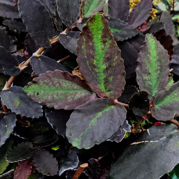 Pellionia repens (Dark Form)