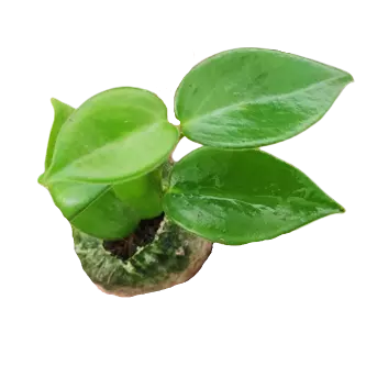 Peperomia Green Creeper