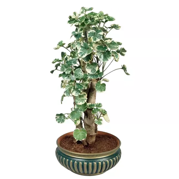 Aralia/Polyscias Balfouriana