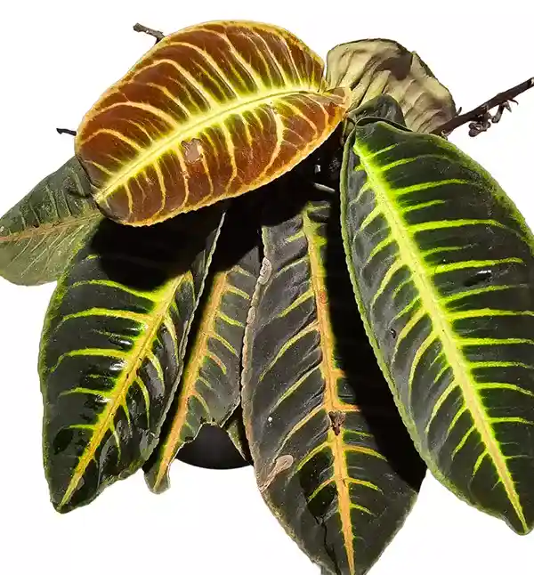 Labisia Sp. Riau 'Fishbone'