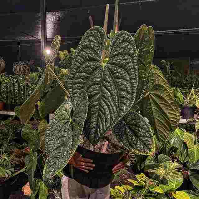 Anthurium Luxurians