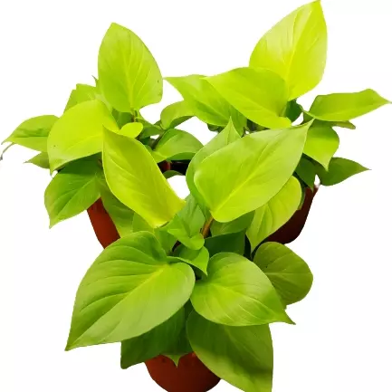 Homalomena Rubescens 'Golden' - Image 2