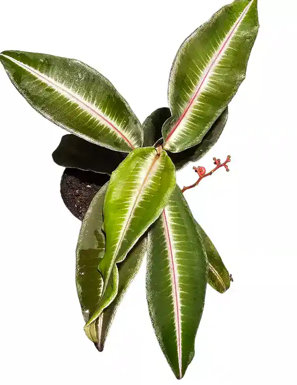Labisia pumila