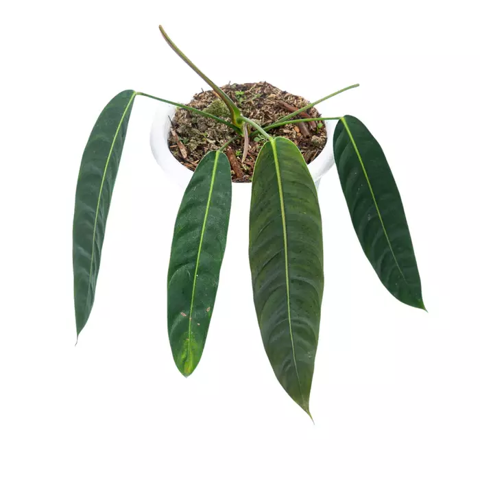 PHILODENDRON PATRICIAE