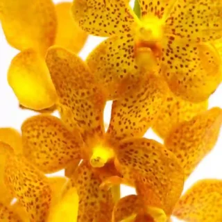 MM-030~Mokara Matured Plant(Duangphorn)