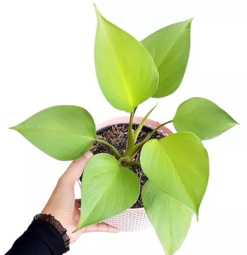 Homalomena Rubescens 'Golden' - Image 3