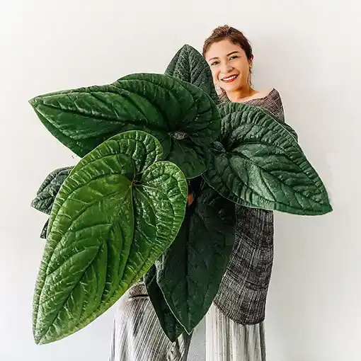 Anthurium Radicans