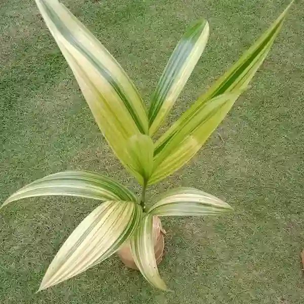 Variegated Areca Catechu Palm -Rare