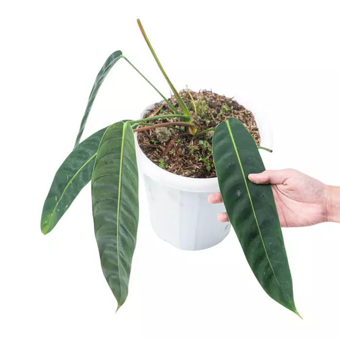 PHILODENDRON PATRICIAE