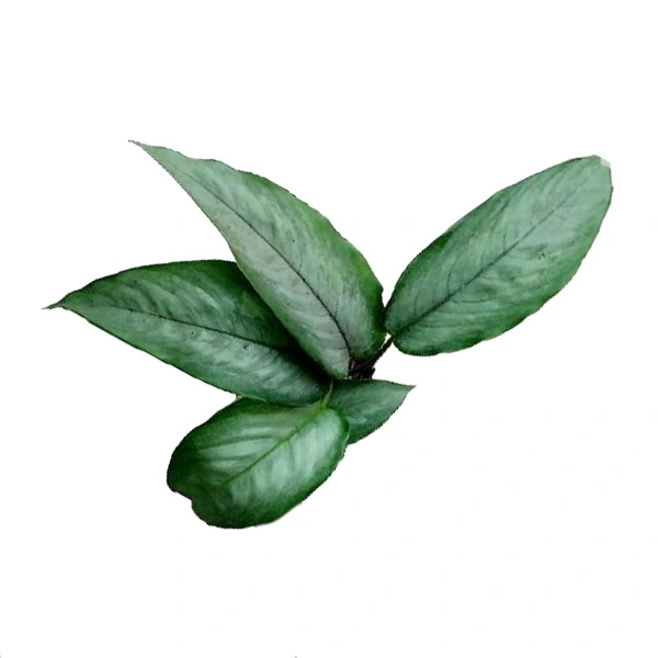 Borneo Silver Schismatoglottis