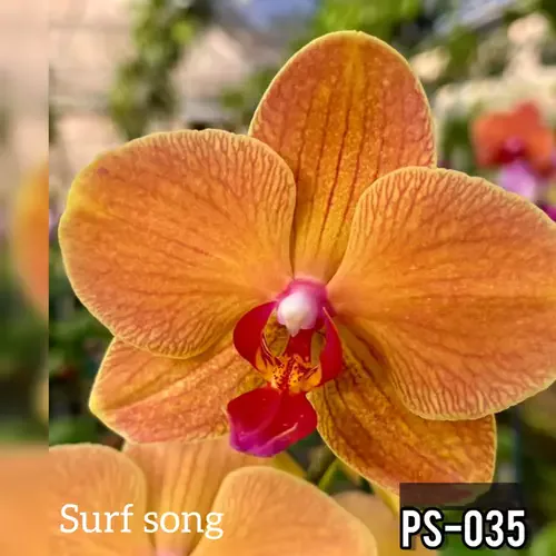 Phalaenopsis Ps-37