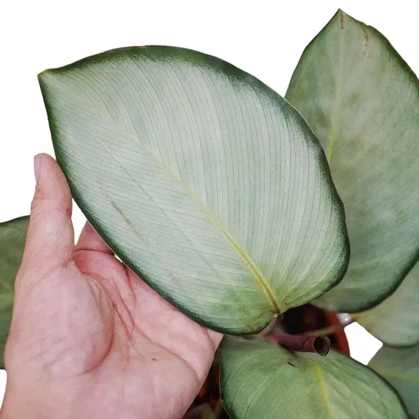 calathea silver plate