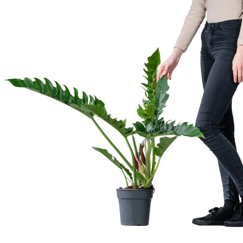 Philodendron Narrow Escape