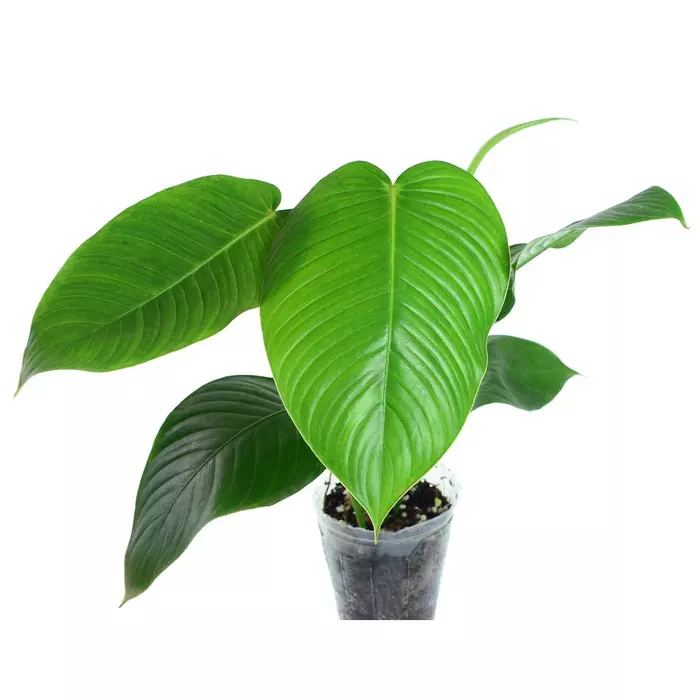 Philodendron Scherberichii