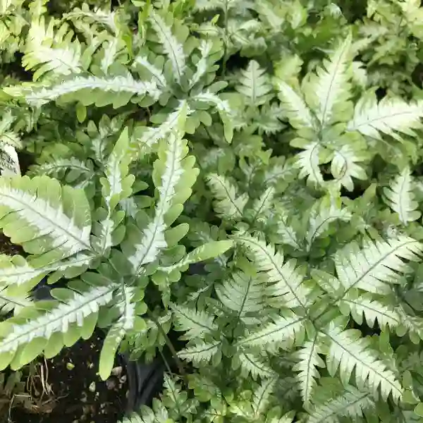 Pteris argyraea – Silver Brake Fern