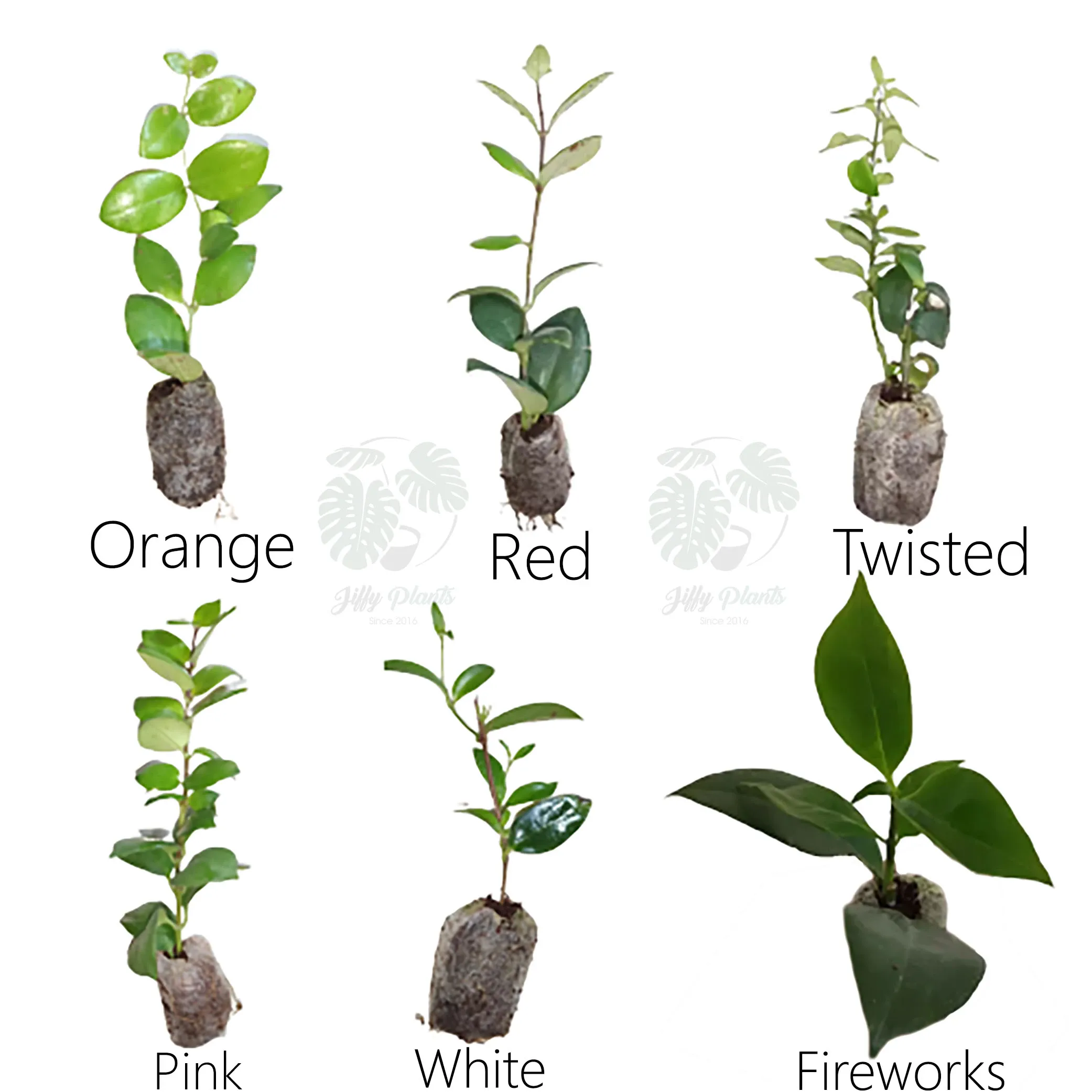 6 Lipstick Plants Combo - Image 2