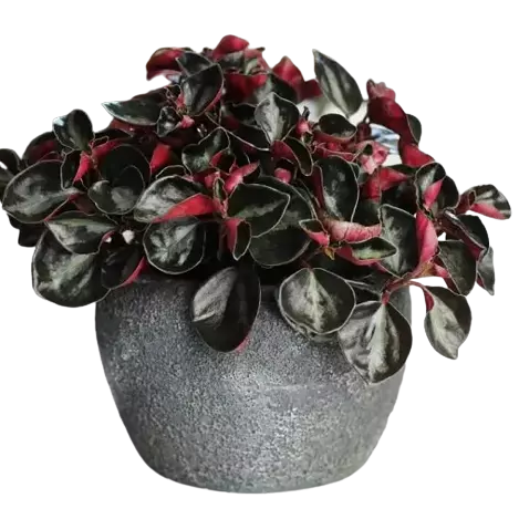 Columbian Peperomia (Galaxy pepperomia)