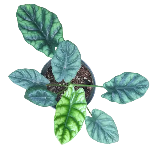 Alocasia Baginda Dragon Scale