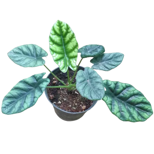 Alocasia Baginda Dragon Scale - Image 3