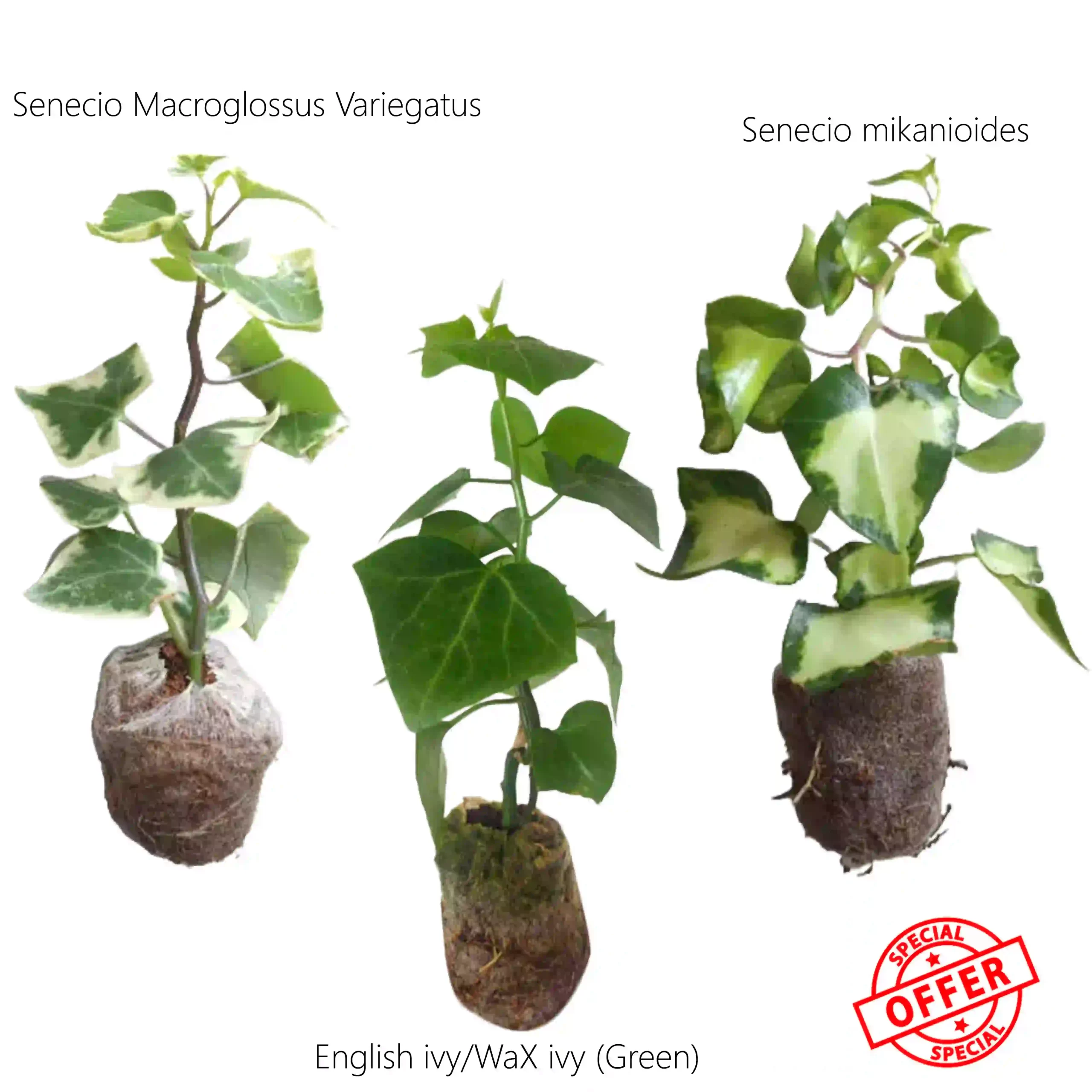 English Ivy 3 Varietys combo - Image 2