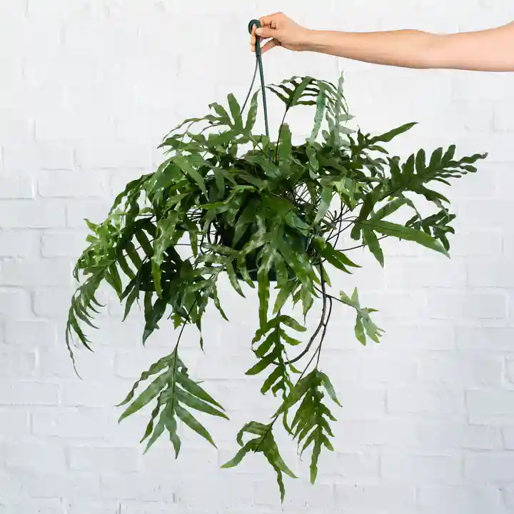 KANGAROO FERN - LARGE