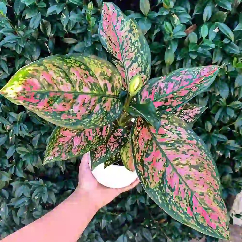 Pink Dalmatian Aglaonema Plant