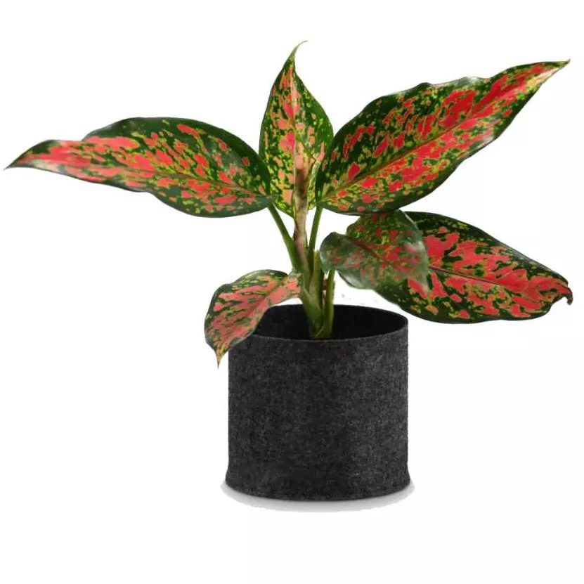 Pink Dalmatian Aglaonema