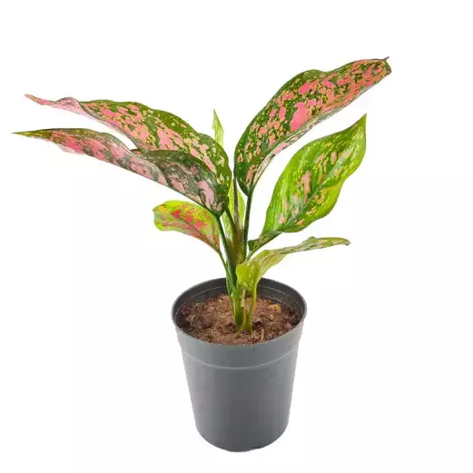 Pink Dalmatian Aglaonema