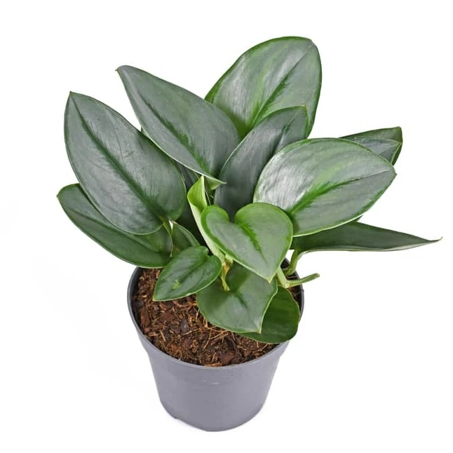 Scindapsus 'Treubii’ Moonlight - Rare