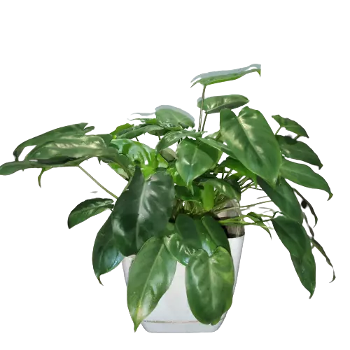 Philodendron Burle Marx Miniature - Image 3