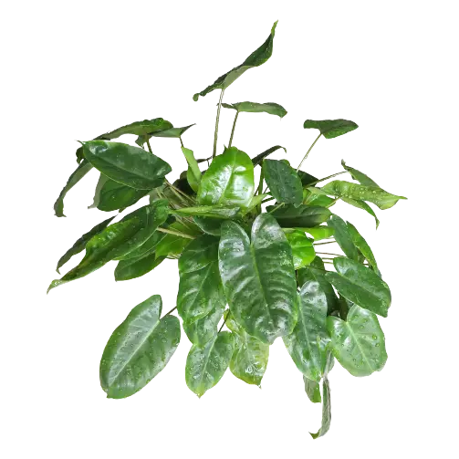 Philodendron Burle Marx Miniature - Image 2